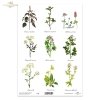 kuchnia, przyprawy, zioła, ziółka, zielnik, bazylia, oregano, majeranek, koniczyna, ślaz dziki*cuisine, spices, herbs, herbs, herbarium, herbarium, basil, oregano, marjoram, clover, wild slime Ocimum basilicum, Origanum majorana, Trifolium pratense, Pimpi